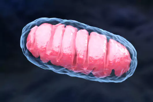 mitochondrion-2021-08-26-15-33-00-utc-scaled-e1657233000564