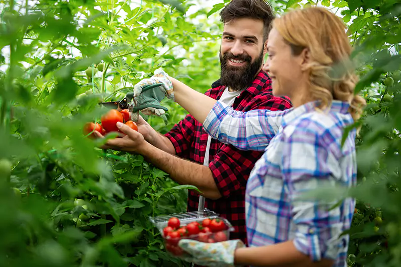 young-couple-harvesting-fresh-tomatoes-from-the-gr-2022-07-01-16-35-31-utc-scaled
